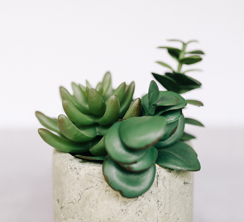 Fresh Plant Title Homes